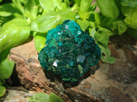 Natural Dioptase On Dolomite Specimens x 4 From Likasi, Congo