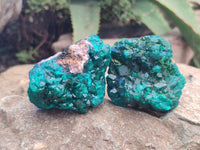 Natural Dioptase On Dolomite Specimens x 4 From Likasi, Congo