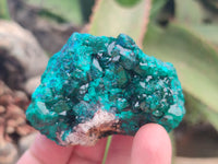 Natural Dioptase On Dolomite Specimens x 4 From Likasi, Congo