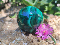 Polished Flower Banded Malachite Gemstone Eggs x 6 From Congo