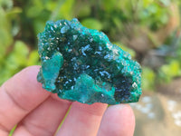 Natural Dioptase On Dolomite Specimens x 6 From Likasi, Congo