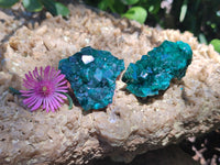 Natural Dioptase On Dolomite Specimens x 6 From Likasi, Congo