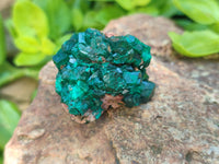 Natural Dioptase On Dolomite Specimens x 6 From Likasi, Congo