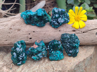 Natural Dioptase On Dolomite Specimens x 6 From Likasi, Congo