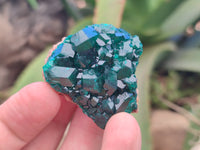 Natural Dioptase On Dolomite Specimens x 6 From Likasi, Congo