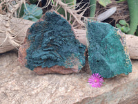 Natural Botryoidal Malachite Specimens x 2 From Tenke Fungurume, Congo