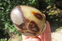 Polished Large Septerye Eggs - Sold Per Item - From Madagascar