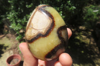 Polished Large Septerye Eggs - Sold Per Item - From Madagascar