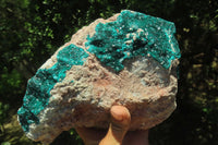 Natural Dioptase Cabinet Specimen x 1 From Congo