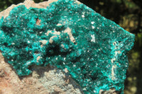 Natural Dioptase Cabinet Specimen x 1 From Congo