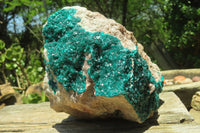 Natural Dioptase Cabinet Specimen x 1 From Congo