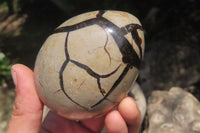 Polished Large Septerye Sauvage "Dragons" Eggs - Sold Per Item - From Madagascar