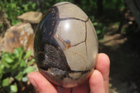 Polished Large Septerye Sauvage "Dragons" Eggs - Sold Per Item - From Madagascar