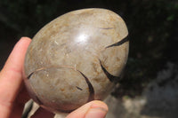 Polished Large Septerye Sauvage "Dragons" Eggs - Sold Per Item - From Madagascar