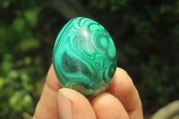 Polished Medium Solid Flower Banded Malachite Gemstone Eggs - Sold Per Item - From Congo