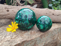 Polished Flower Banded Malachite Gemstone Eggs x 2 From Congo