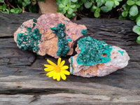 Natural Dioptase On Dolomite Specimens x 2 From Congo