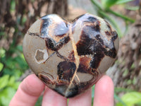 Polished Septerye Hearts 65mm -Sold Per Item- From Mahajanga, Madagascar