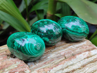 Polished Flower Banded Malachite Eggs - Sold Per Item - From Congo