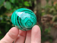 Polished Flower Banded Malachite Eggs - Sold Per Item - From Congo