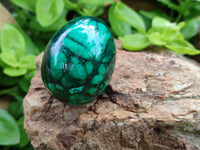 Polished Flower Banded Malachite Eggs - Sold Per Item - From Congo