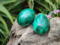 Polished Flower Banded Malachite Eggs - Sold Per Item - From Congo