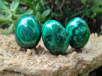 Polished Flower Banded Malachite Eggs - Sold Per Item - From Congo