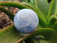 Polished Blue Calcite Spheres x 7 From Madagascar