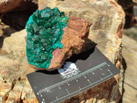 Natural Dioptase On Dolomite Specimens x 2 From Likasi, Congo