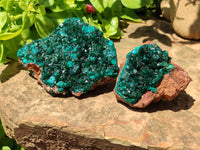 Natural Dioptase On Dolomite Specimens x 2 From Likasi, Congo