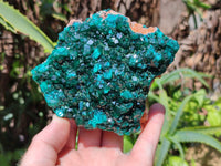 Natural Dioptase On Dolomite Specimens x 2 From Likasi, Congo