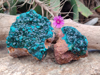 Natural Dioptase On Dolomite Specimens x 2 From Likasi, Congo