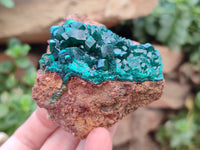 Natural Dioptase On Dolomite Specimens x 2 From Likasi, Congo