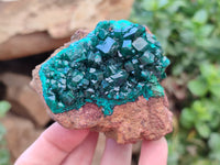 Natural Dioptase On Dolomite Specimens x 2 From Likasi, Congo