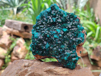 Natural Dioptase On Dolomite Specimens x 2 From Likasi, Congo