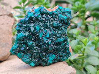 Natural Dioptase On Dolomite Specimens x 2 From Likasi, Congo