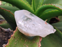 Natural Clear Quartz Crystals x 6 From Zambia