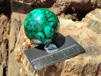 Polished Flower Banded Malachite Spheres x 3 From Congo