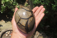 Polished Larger Septerye Sauvage "Dragons" Eggs - Sold Per Item - From Madagascar