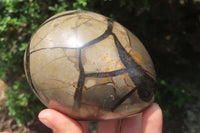 Polished Larger Septerye Sauvage "Dragons" Eggs - Sold Per Item - From Madagascar