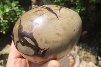 Polished Larger Septerye Sauvage "Dragons" Eggs - Sold Per Item - From Madagascar