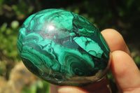 Polished Large Solid Flower Banded Malachite Gemstone Eggs - Sold Per Item - From Congo