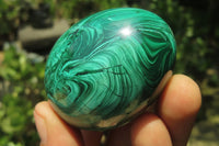 Polished Large Solid Flower Banded Malachite Gemstone Eggs - Sold Per Item - From Congo