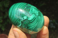 Polished Flower Banded Malachite Gemstone Eggs x 5 From Congo