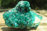 Natural Dioptase On Dolomite Specimens x 6 From Likasi, Congo