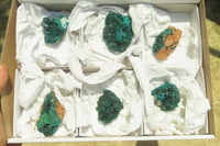 Natural Dioptase On Dolomite Specimens x 6 From Likasi, Congo