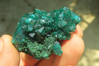 Natural Dioptase On Dolomite Specimens x 6 From Likasi, Congo