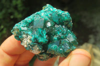 Natural Dioptase On Dolomite Specimens x 6 From Likasi, Congo