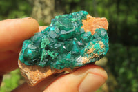 Natural Dioptase On Dolomite Specimens x 6 From Likasi, Congo