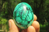 Polished Medium Solid Flower Banded Malachite Gemstone Eggs - Sold Per Item - From Congo